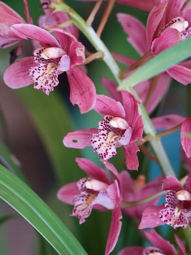 cropped-orquidea-cymbidium-04.jpg