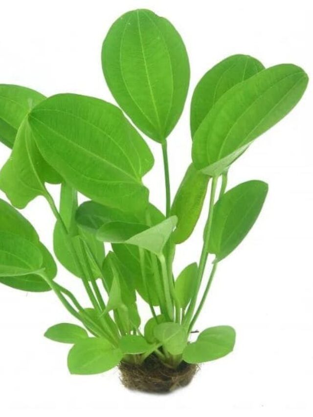 cropped-planta-chapeu-de-couro-04.jpg