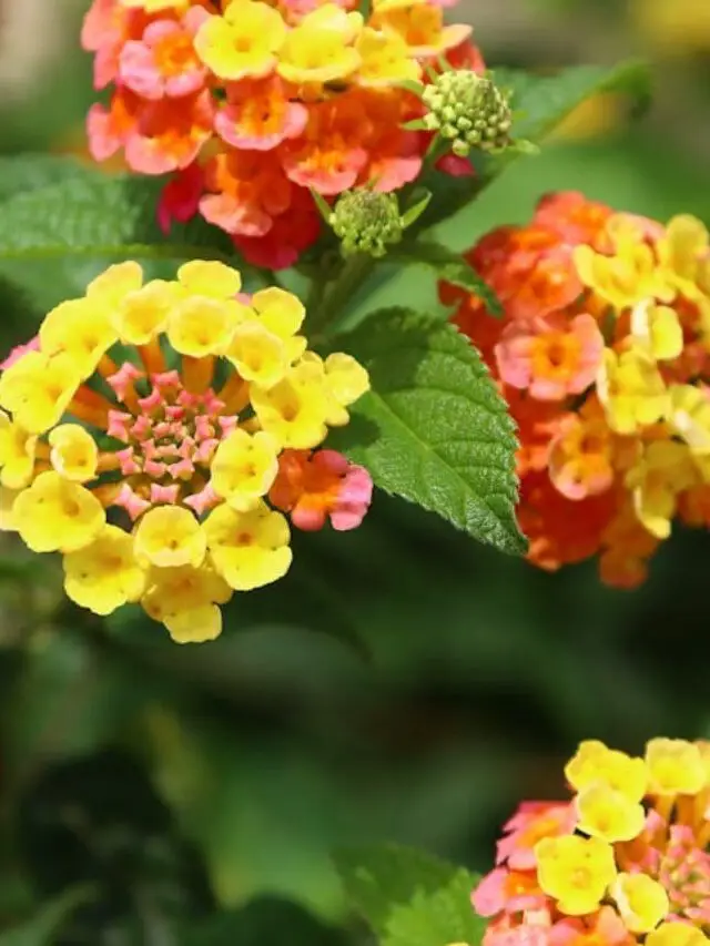 cropped-planta-lantana-com-flor.jpg
