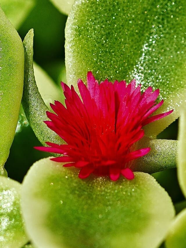 cropped-planta-rosinha-de-sol-03.jpg