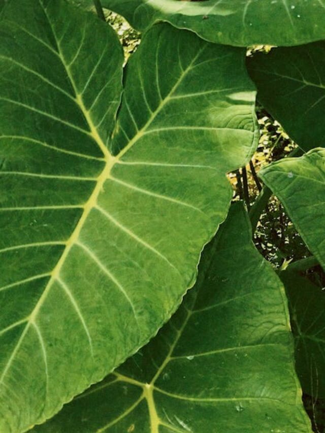 cropped-planta-taioba-xanthosoma-sagittifolium-02.jpg