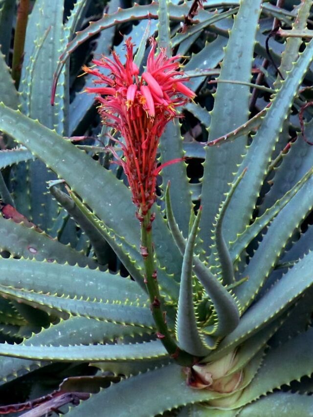 cropped-plantas-que-precisam-de-pouca-agua.jpg