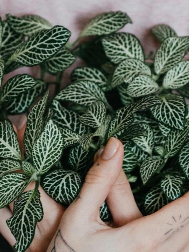 cropped-segurando-planta-fitonia.jpg