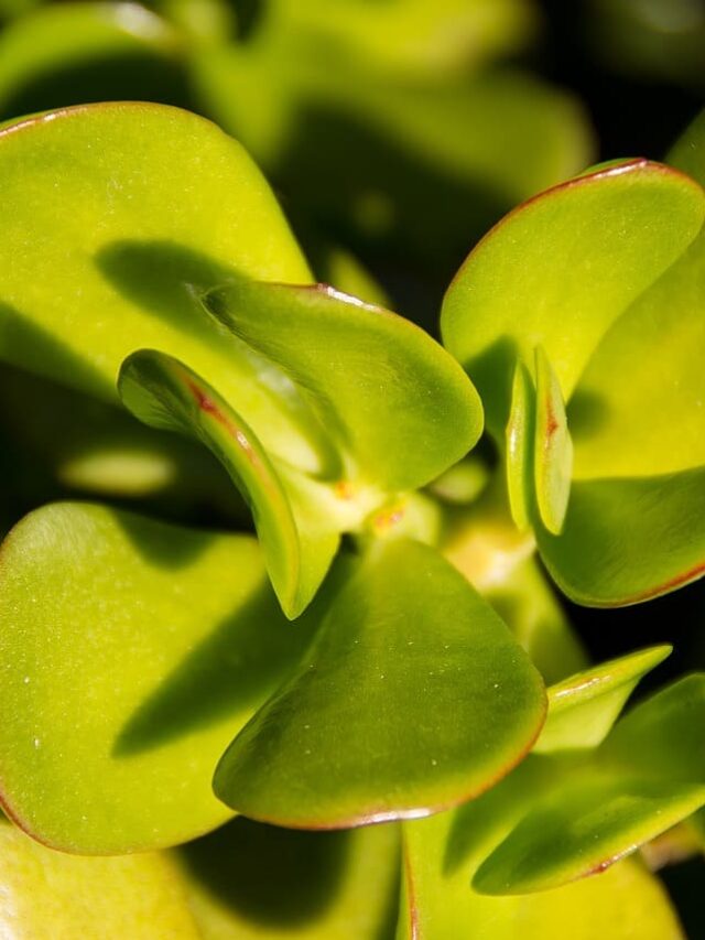 cropped-suculenta-orelha-de-shrek-01.jpg