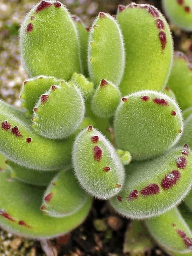 cropped-suculenta-pata-de-urso-02.jpg