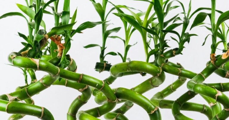 Decoração Zen: Cultivar Bambu-da-Sorte na Água para Harmonizar Seu Espaço