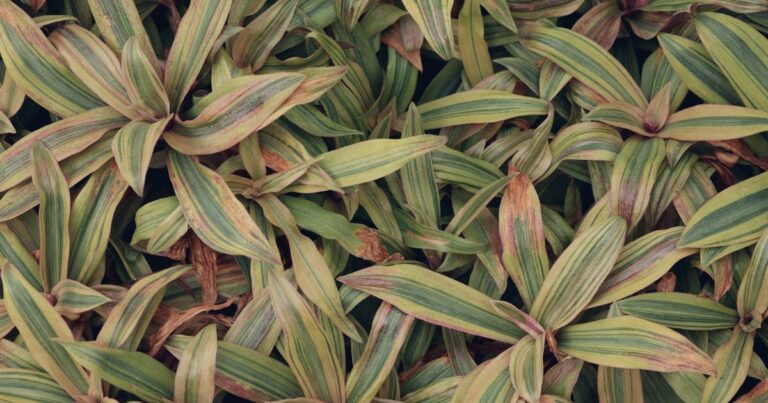 Nunca Mais Compre Dracenas: Saiba Como Fazer Muda de Dracena com Facilidade