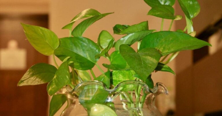 Domine a Arte de Fazer Muda de Jiboia