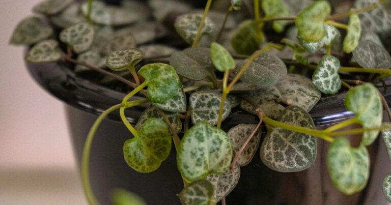 A Arte de Fazer Mudas de Corações Emaranhados