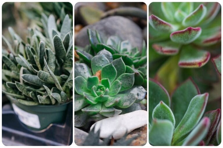 Veja Como é Simples Fazer Mudas de Suculentas