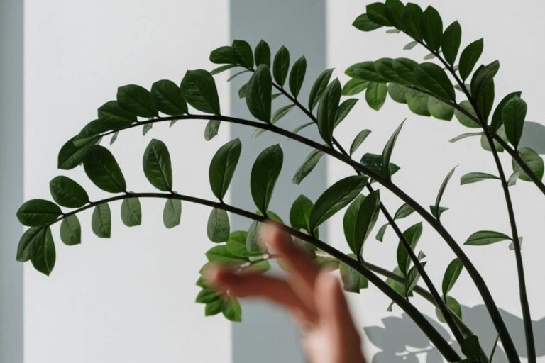 O Que Fazer Para Zamioculca Ficar Bonita?