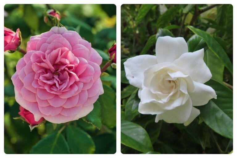 Conheça 4 Flores Cheirosas para Sua Casa