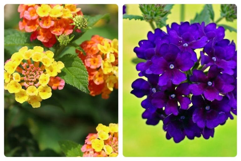 4 Flores Coloridas para Jardim Resistentes ao Sol