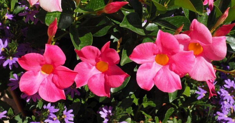 Conheça a Flor Mandevilla: A Planta Versátil Que Conquista Todos os Olhares