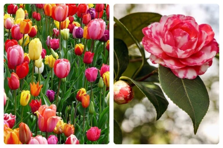 4 Flores para Plantar no Jardim e Transformar Seu Espaço