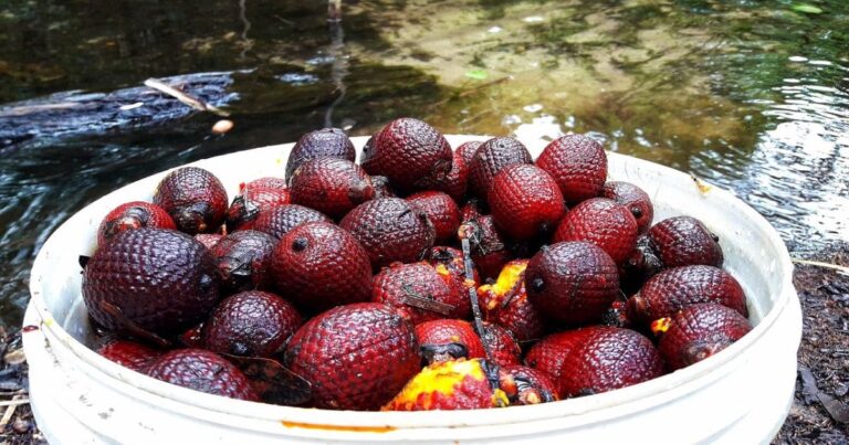 A Flor do Buriti: O Tesouro Escondido da Biodiversidade Brasileira