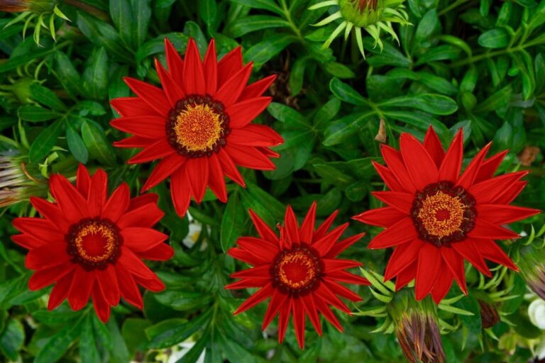 4 Flores Rasteiras para Jardim que Facilitam a Manutenção