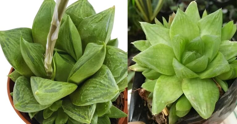Como Cuidar da Haworthia Cymbiformis em Casa