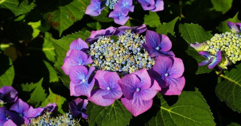 Descubra os Melhores 4 Tipos de Flores para Jardim