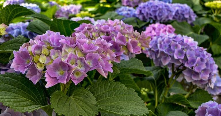 Hortênsias Perfeitas: Dicas Para um Jardim de Tirar o Fôlego