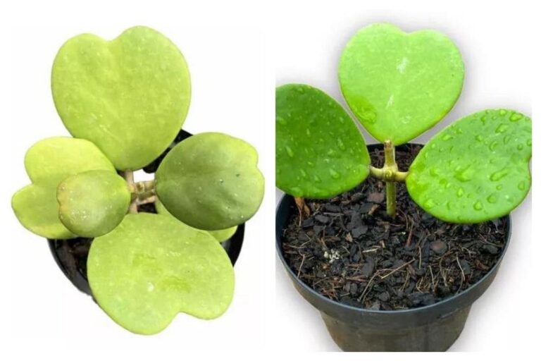 Motivos para Ter em Casa a Hoya Planta-Coração
