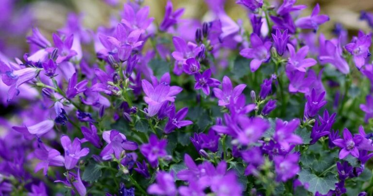 4 Flores Rasteiras para um Jardim Externo Deslumbrante