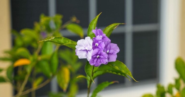 Descubra o Segredo dos Paisagistas: Como Fazer Muda de Manacá com Facilidade