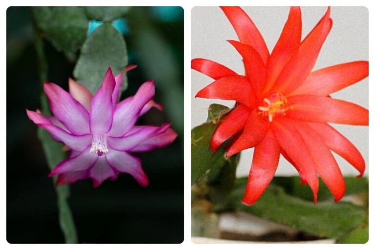 Revelando os mistérios da flor-de-maio