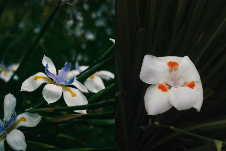 Como cuidar da moréia branca para um jardim deslumbrante