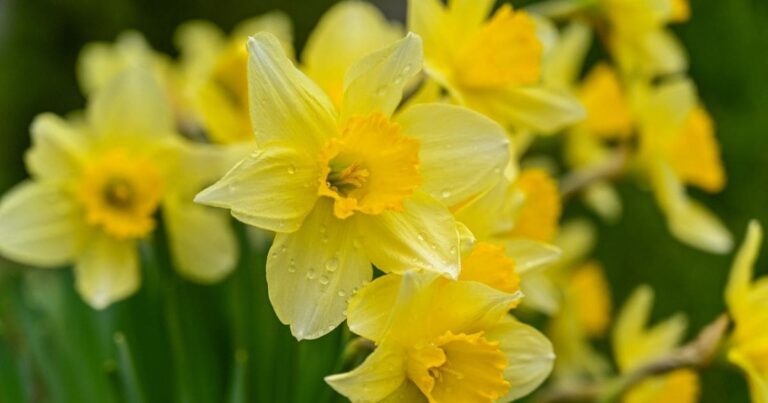 Descubra Como Ter Flores no Jardim o Ano Todo