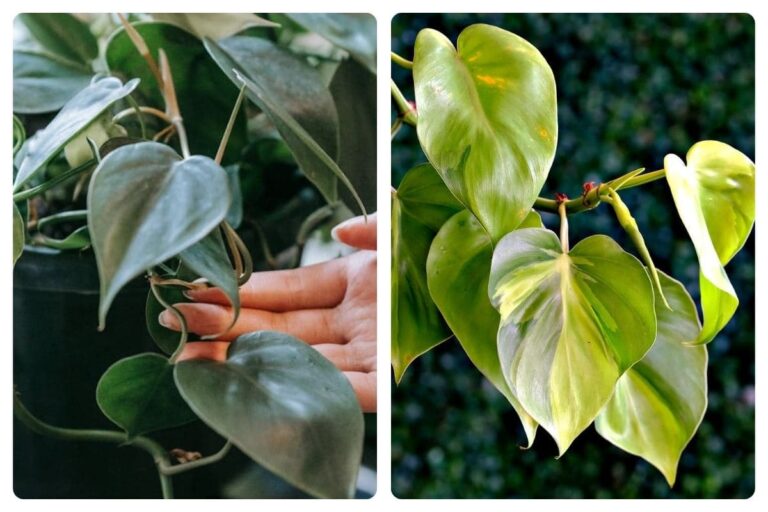 Aprenda Como Fazer Muda de Filodendro