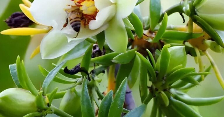 Como Plantar Ora-Pro-Nóbis e Garantir uma Colheita Saudável