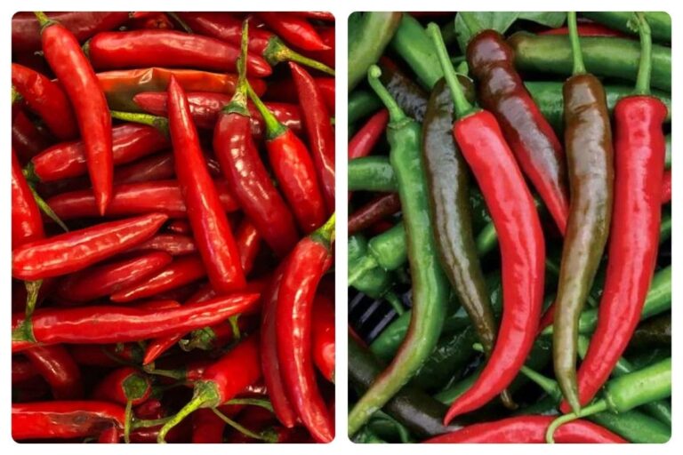 Aprenda Como Plantar a Pimenta Dedo de Moça