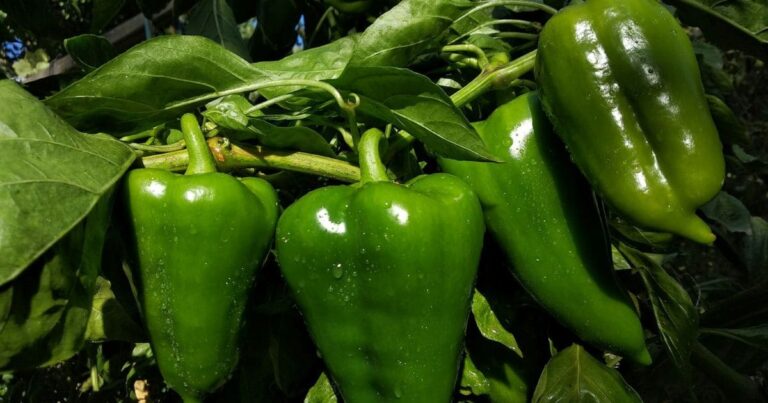 Jardinagem Inteligente: Como Fazer Mudas de Pimentão Gastando Pouco