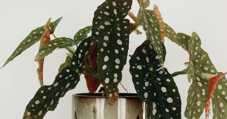 Dicas Práticas de Como Fazer Muda de Begônia com Sucesso