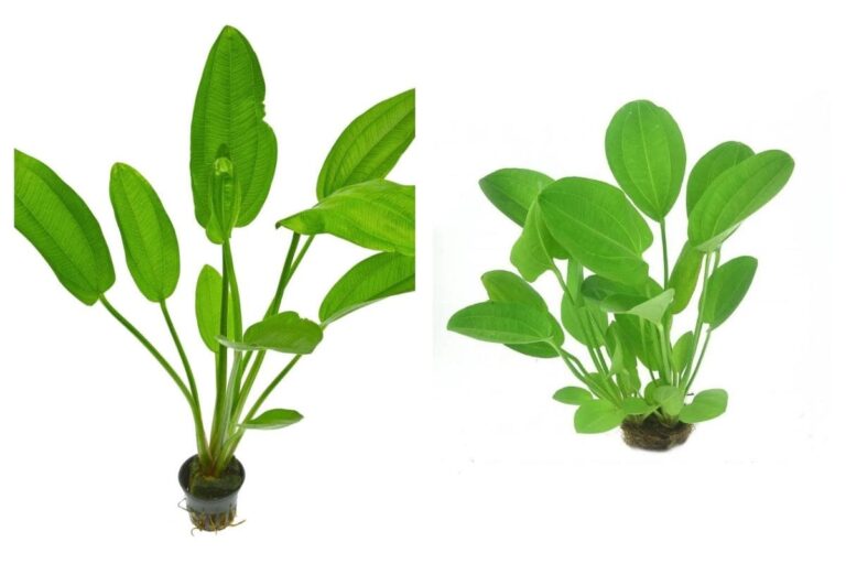 Planta Chapéu-de-Couro: Venha Conhecer