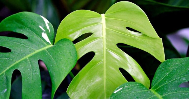 Como Cuidar Corretamente da Costela-de-Adão