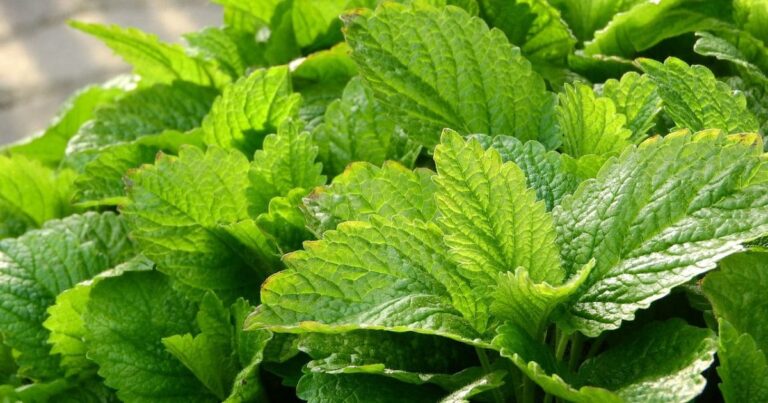 Como Plantar Erva-Cidreira no Vaso e Cuidar Dela