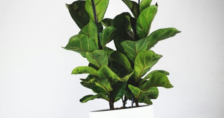 Aprenda Como Fazer Muda de Ficus Lyrata de Maneira Simples