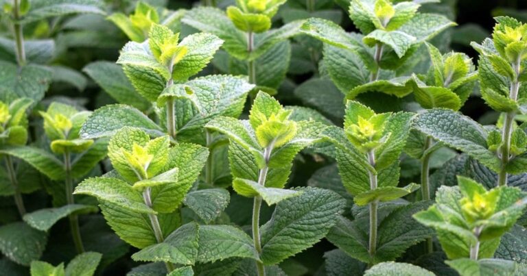 Como Plantar Hortelã no Chão e Ter um Jardim Perfumado