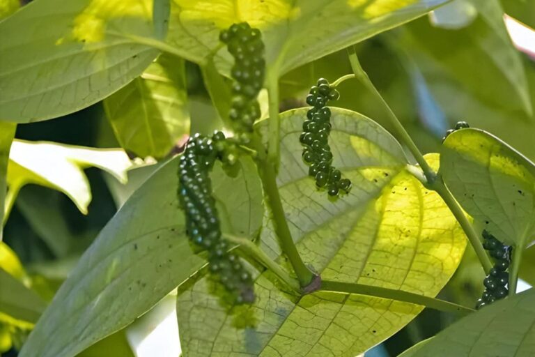 Como Plantar Pimenta do Reino em Casa e Ter Temperos Frescos