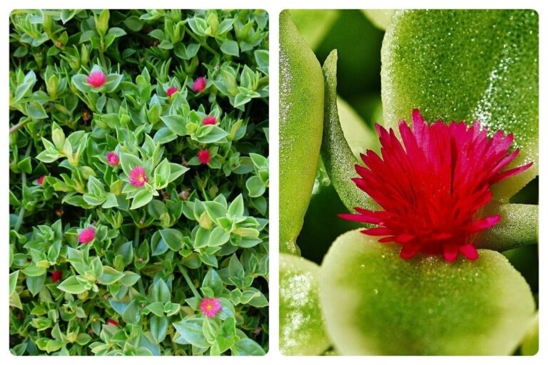 Conheça Tudo Sobre a Planta Rosinha de Sol