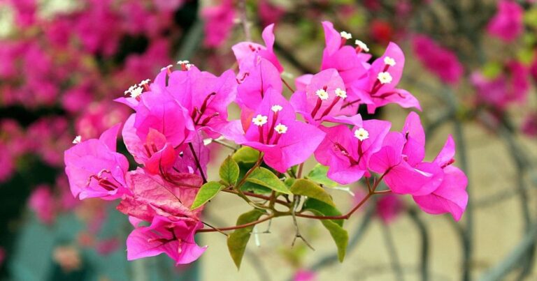 Como Plantar Três Marias e Ter um Jardim Tropical