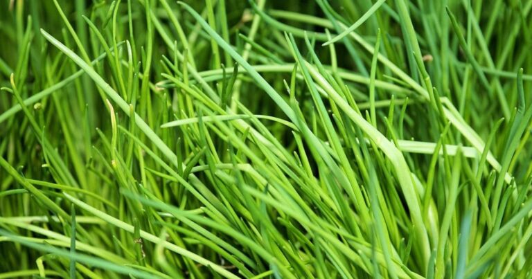 Descubra Como Plantar Cebolinha em Casa