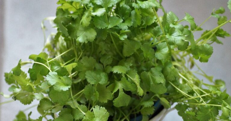Dicas Essenciais de Como Plantar Semente de Coentro em Casa