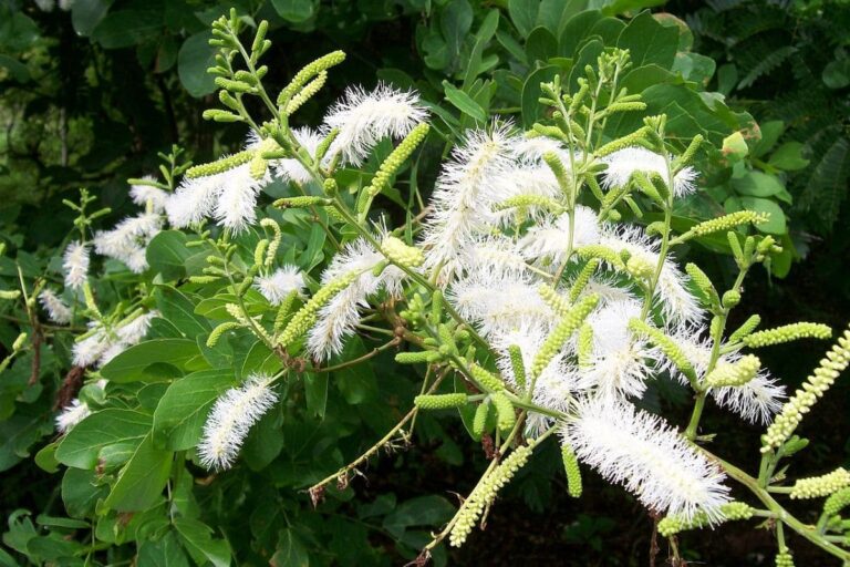 Como Plantar Sansão do Campo com Sucesso