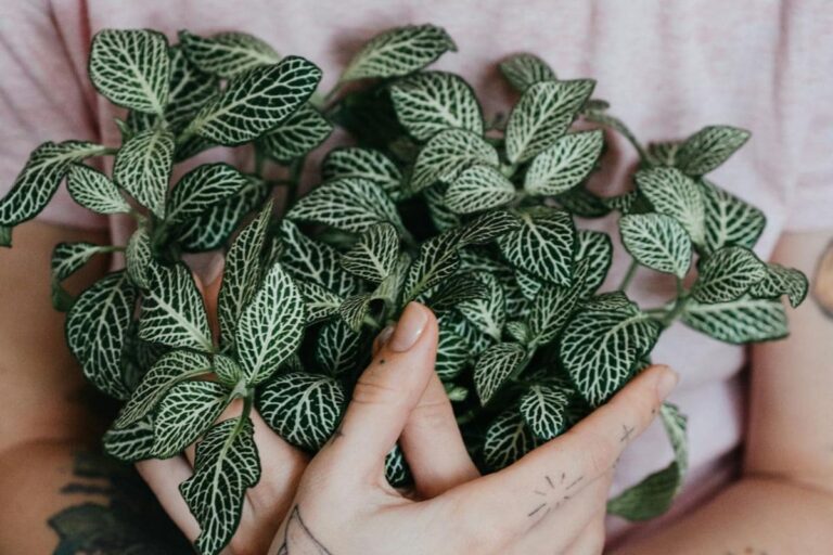 Como Manter as Folhas da Planta Fitônia Sempre Vibrantes