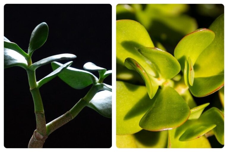 Suculenta orelha de Shrek: dicas e curiosidades fascinantes