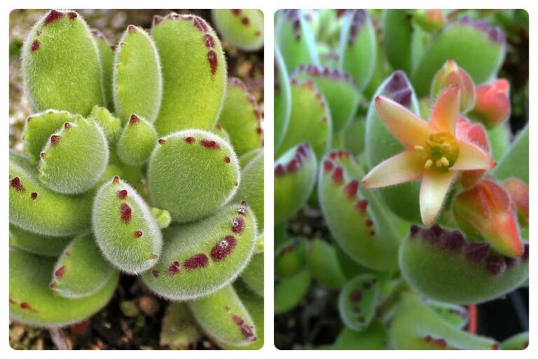 5 Dicas de Plantio para a Suculenta Pata de Urso