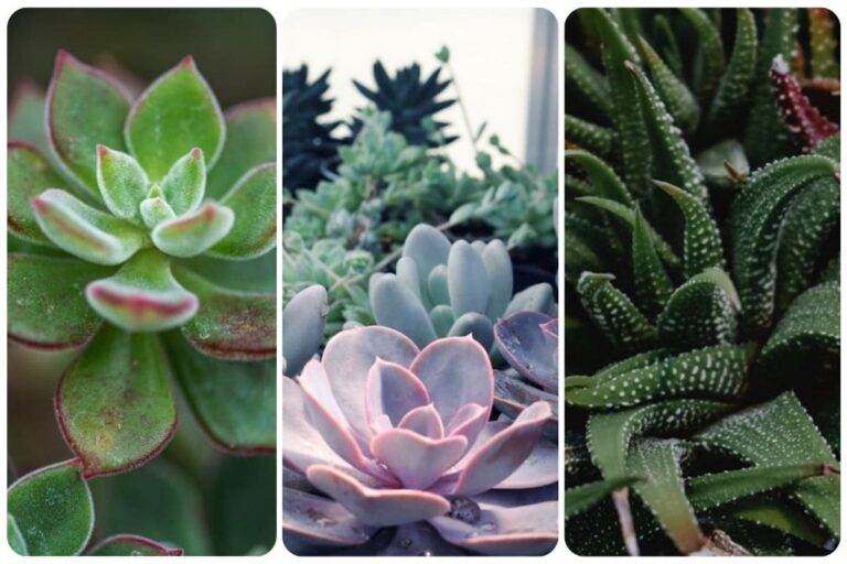 Venha Descobrir as Diferenças Entre Suculentas de Sol e Sombra